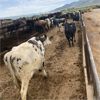 Image 2 : ID Dairies/Ranches - 81 Cows - Burley, ID