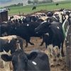 Image 3 : ID Dairies/Ranches - 81 Cows - Burley, ID
