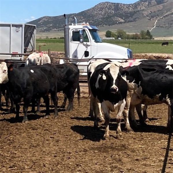 ID Dairies/Ranches - 80 Cows - Burley, ID