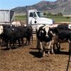 Image 1 : ID Dairies/Ranches - 80 Cows - Burley, ID