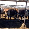 Image 2 : ID Dairies/Ranches - 80 Cows - Burley, ID