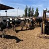 Image 3 : ID Dairies/Ranches - 80 Cows - Burley, ID