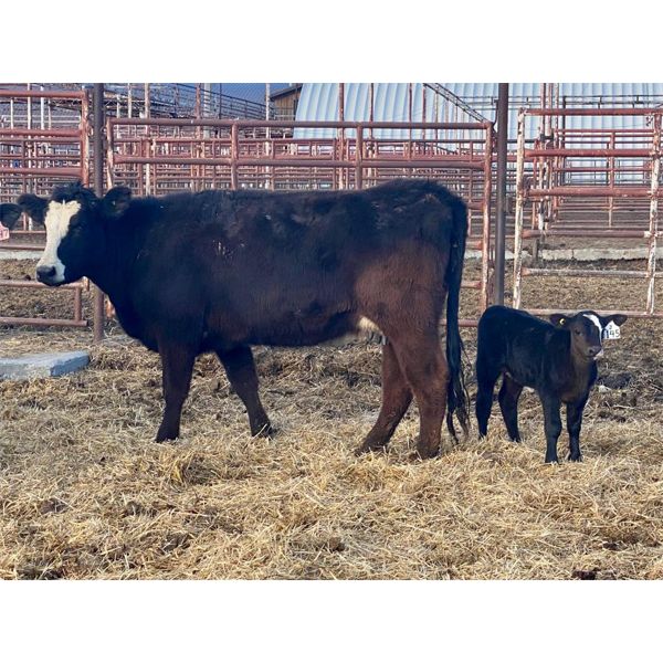 Lot 2 - Pen 503 - 9 pair - 2nd calvers