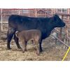Image 2 : Lot 2 - Pen 503 - 9 pair - 2nd calvers