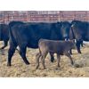 Image 3 : Lot 2 - Pen 503 - 9 pair - 2nd calvers