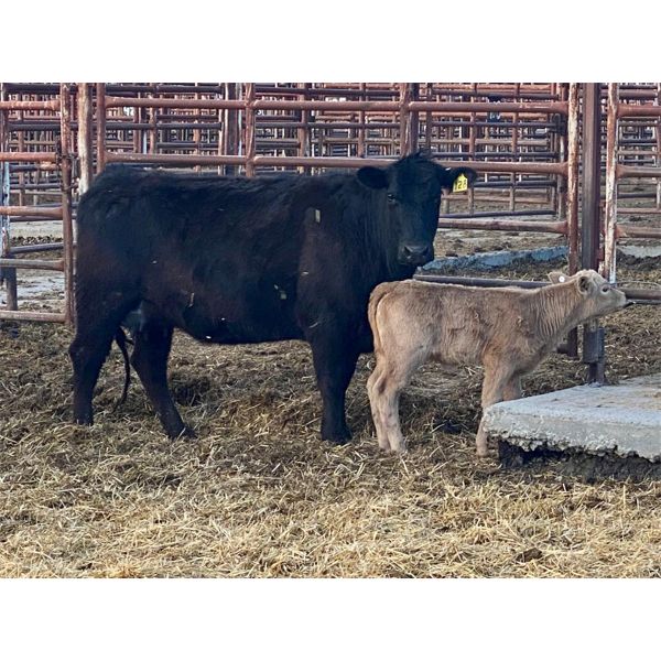 Lot 4 - Pen 509 - 4 pair - 3rd calvers