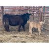 Image 2 : Lot 4 - Pen 509 - 4 pair - 3rd calvers