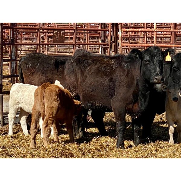 Lot 6 - Pen 515 - 5 pair - 4th calvers