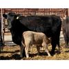 Image 2 : Lot 6 - Pen 515 - 5 pair - 4th calvers