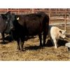 Image 3 : Lot 6 - Pen 515 - 5 pair - 4th calvers