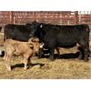 Image 3 : Lot 7 - Pen 520 - 5 pair - 4th calvers