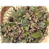 Image 2 : Wall Hanging, Approximately 12" diameter