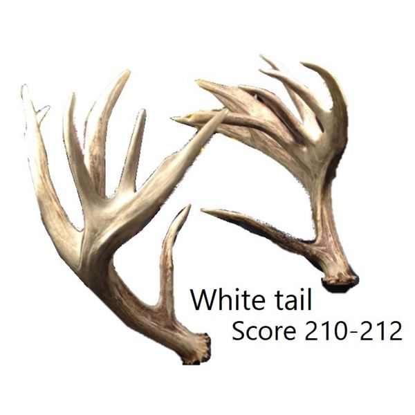 Antlers - Matching White Tail  Score 210 - 212