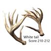 Image 1 : Antlers - Matching White Tail  Score 210 - 212