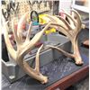 Image 2 : Antlers - Matching White Tail  Score 210 - 212
