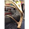 Image 3 : Antlers - Matching White Tail  Score 210 - 212