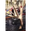 Image 4 : Antlers - Matching White Tail  Score 210 - 212