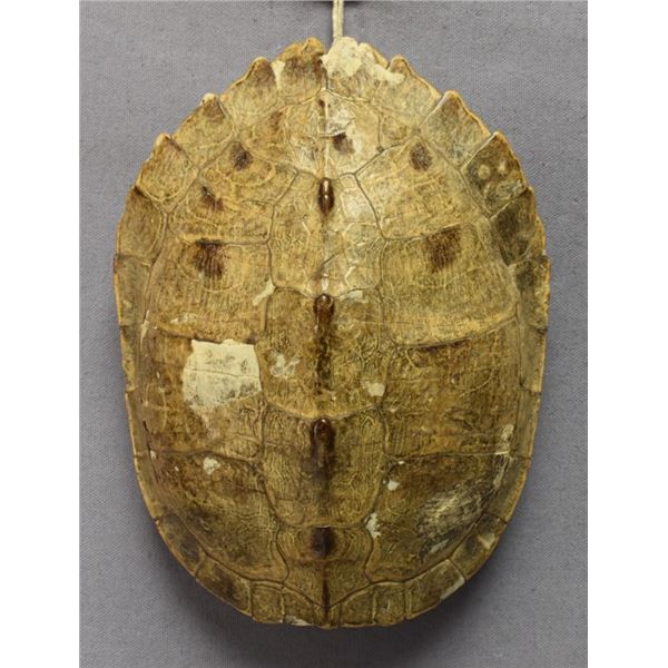 OMAHA INDIAN TURTLE BUNDLE