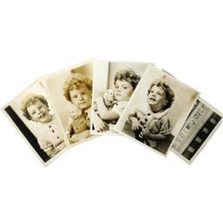 Mother Carey's Chickens Photo Archive