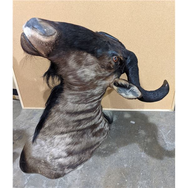 Taxidermy Buffalo head mount w/tag number