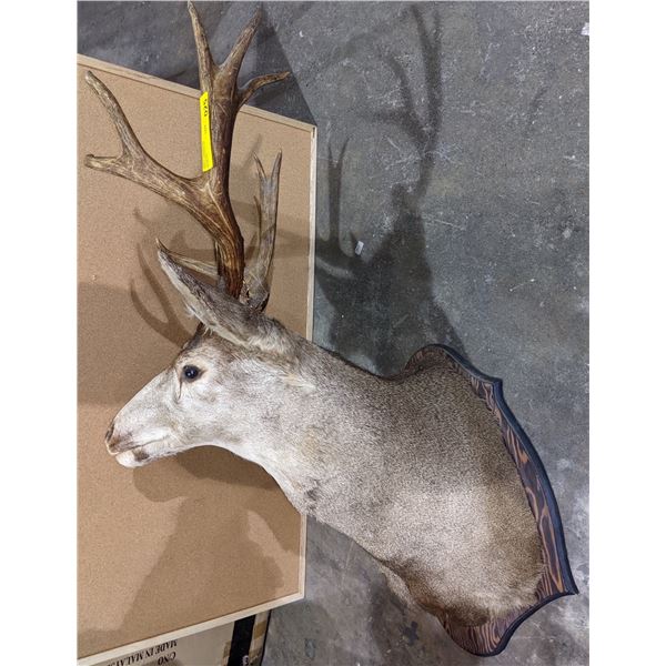 Taxidermy Deer head mount 6 point buck