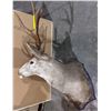 Image 1 : Taxidermy Deer head mount 6 point buck