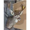 Image 2 : Taxidermy Deer head mount 6 point buck