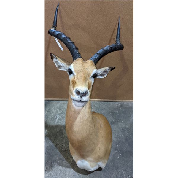Taxidermy Impala head mount w/tag number