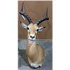 Image 1 : Taxidermy Impala head mount w/tag number