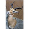 Image 2 : Taxidermy Impala head mount w/tag number