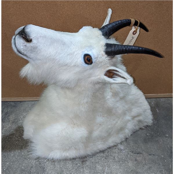 Taxidermy Mount Goat head mount w/tag number