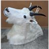 Image 1 : Taxidermy Mount Goat head mount w/tag number