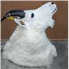 Image 2 : Taxidermy Mount Goat head mount w/tag number