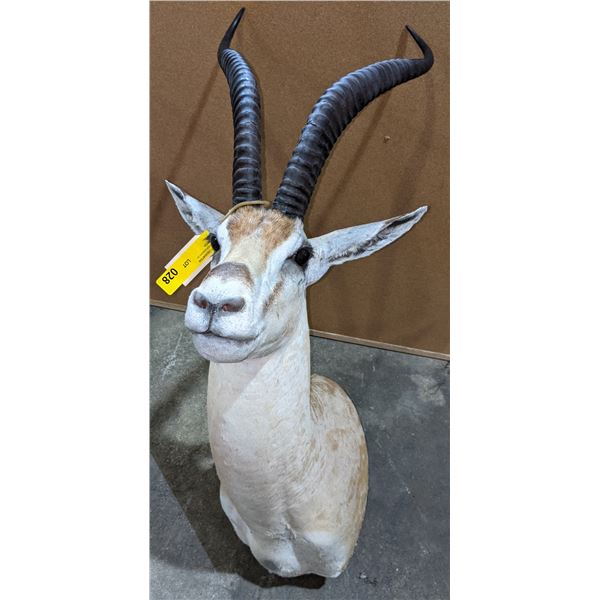 Taxidermy Antelope head mount w/tag number