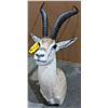 Image 1 : Taxidermy Antelope head mount w/tag number