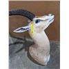 Image 2 : Taxidermy Antelope head mount w/tag number