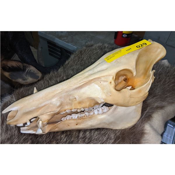 Sun bleached wild boar skull