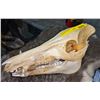 Image 1 : Sun bleached wild boar skull