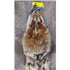 Image 2 : Bobcat fur hide