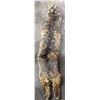 Image 1 : Bobcat fur hide