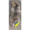 Image 2 : Bobcat fur hide