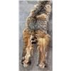 Image 3 : Bobcat fur hide