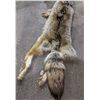 Image 3 : Fox fur hide