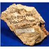 Image 2 : High-Grade Gold Ore, Nellie Gray Mine, Manhattan, Nevada   [132372]