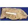 Image 1 : Gold Ore Slab, Cannon Mine, Wenatchee, Washington  [132524]