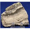 Image 2 : High-Grade Gold Ore Slab, Unknown Location  [132297]