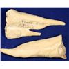 Image 1 : Dripstone, Fulford Cave, Eagle, Colorado  [132289]