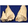 Image 2 : Dripstone, Fulford Cave, Eagle, Colorado  [132289]