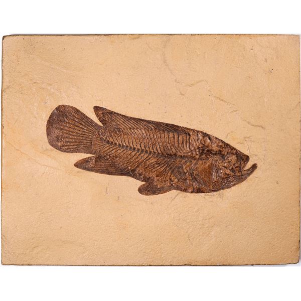 Asineops Fish Fossil, Green River Formation, Wyoming  [132996]