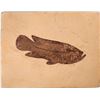 Image 1 : Asineops Fish Fossil, Green River Formation, Wyoming  [132996]